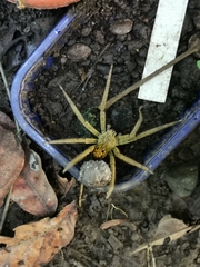 Cupiennius coccineus