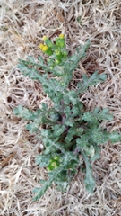 Senecio vulgaris