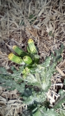 Senecio vulgaris