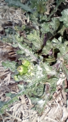 Senecio vulgaris