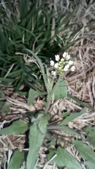 Capsella bursa-pastoris