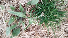 Capsella bursa-pastoris