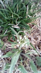 Capsella bursa-pastoris