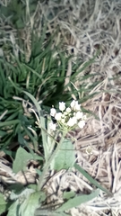 Capsella bursa-pastoris