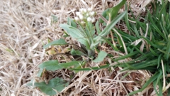 Capsella bursa-pastoris