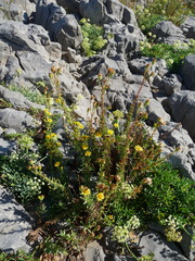 Limbarda crithmoides