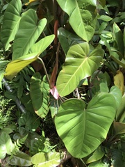 Philodendron erubescens