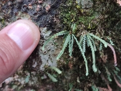 Cochlidium serrulatum