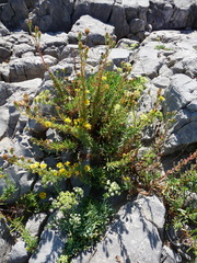 Limbarda crithmoides