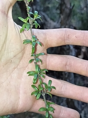 Coprosma pseudocuneata