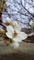 Pyrus calleryana