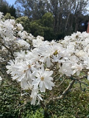Leucanthemum maximum
