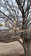 Pyrus calleryana