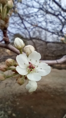 Pyrus calleryana