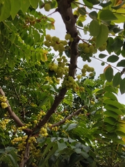 Phyllanthus acidus