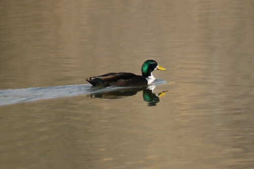 Domestic Mallard photographed in Virginia