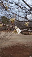 Pyrus calleryana