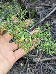 Coprosma pseudocuneata