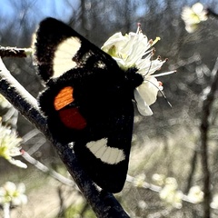 Psychomorpha epimenis