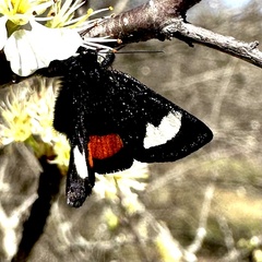 Psychomorpha epimenis