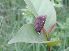 Pholisora