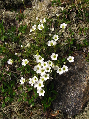 Cherleria arctica
