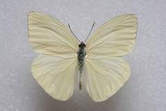 Aphrissa boisduvalii