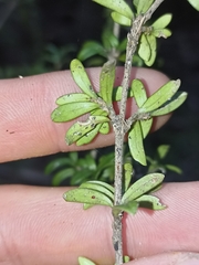 Coprosma pseudocuneata