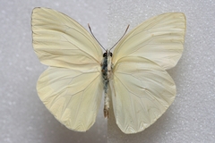 Aphrissa boisduvalii