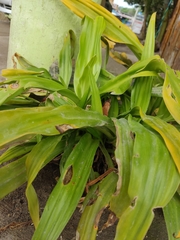 Dracaena fragrans
