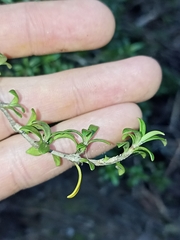 Coprosma pseudocuneata