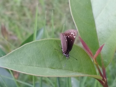Pholisora