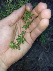 Coprosma pseudocuneata