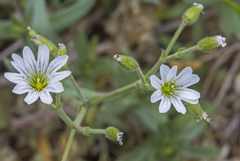 Cerastium arvense strictum