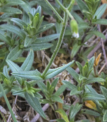 Cerastium arvense strictum