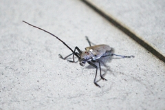 Batocera rufomaculata
