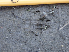 Ondatra zibethicus