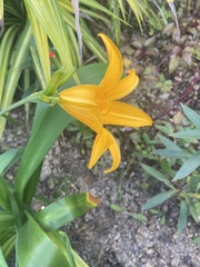 Hemerocallis