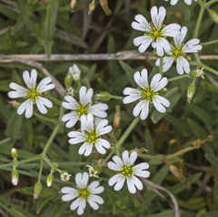 Cerastium arvense strictum