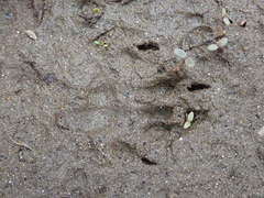 Ondatra zibethicus