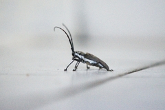 Batocera rufomaculata