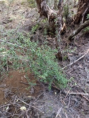 Coprosma pseudocuneata