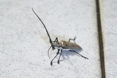 Batocera rufomaculata