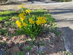 Loropetalum chinense