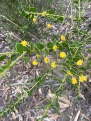 Phyllodineae