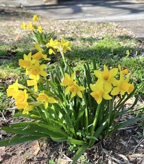 Loropetalum chinense