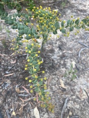 Phyllodineae