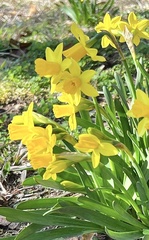 Loropetalum chinense