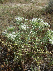 Echinophora spinosa