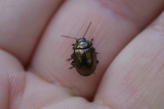 Chrysolina oricalcia